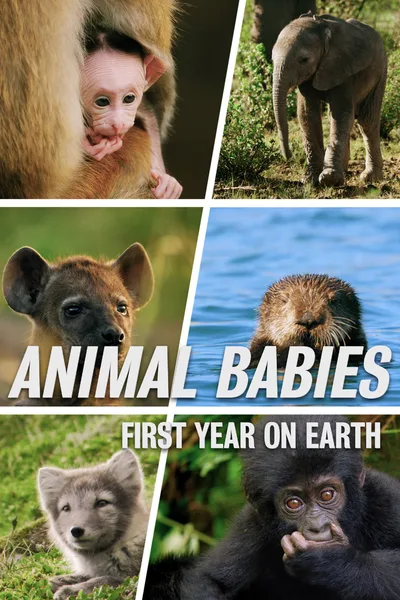 Animal Babies: First Year on Earth poster