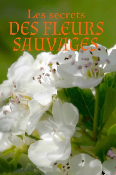 Les secrets des fleurs sauvages poster