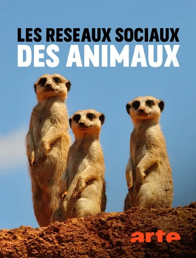 Animal social networks poster