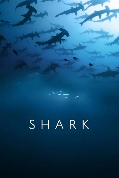 Shark poster