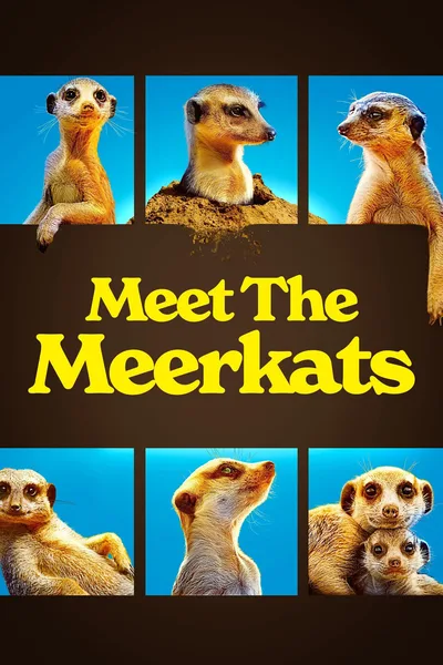 Meet the Meerkats poster