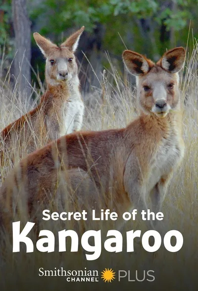 Secret Life of the Kangaroo poster