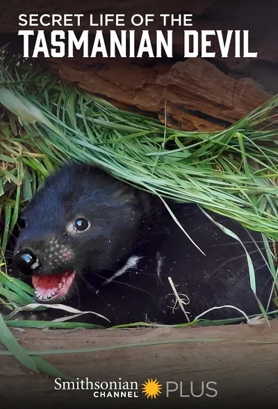 Secret Life of the Tasmanian Devil poster